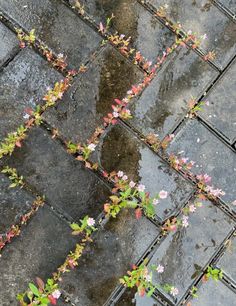 small pink flowers growing out of the cracks in an old brick sidewalk with water puddles on it