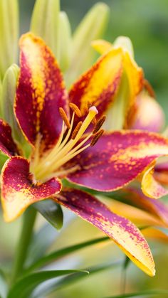 a close up view of a flower with yellow and red petals