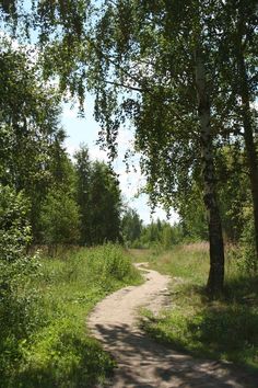 a dirt road surrounded by trees and grass