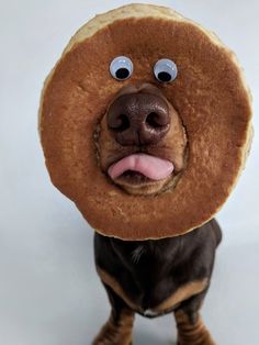 a dog with a doughnut on its head