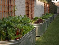 a row of metal planters filled with vegetables