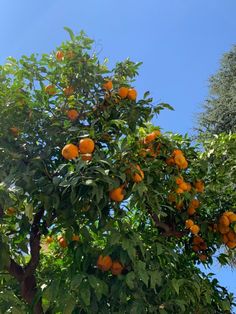 an orange tree with lots of ripe oranges on it