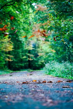 the leaves are flying in the air on the road near some trees and bushes,