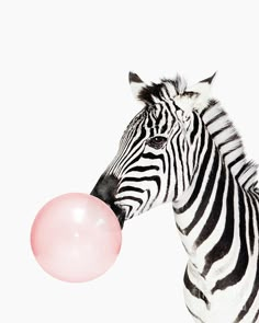 a zebra is chewing on a pink balloon