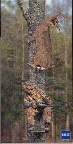 a cat climbing up the side of a tree to get something out of its mouth