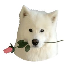 a white dog with a rose in its mouth