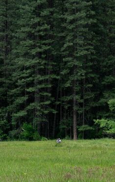 two sheep grazing in the middle of a field with tall trees behind them and another cow standing on the other side