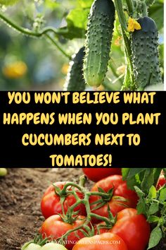 tomatoes and cucumbers next to each other with the words, you won't believe