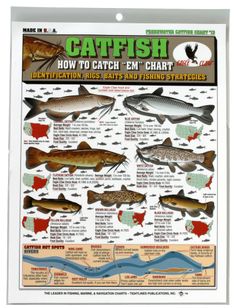 a poster with different types of fish on it