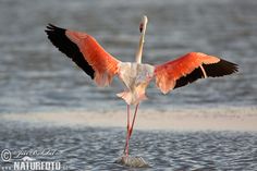 a pink and black bird with its wings spread out is standing in the ocean water