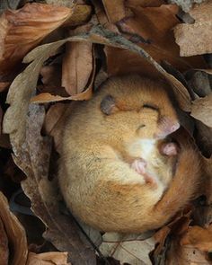 a small rodent is curled up and sleeping in some dry leaves on the ground