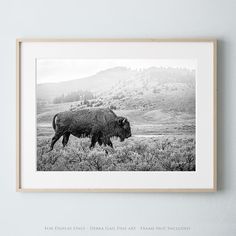 a black and white photo of a bison in a field