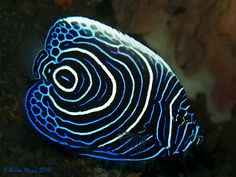 a blue and white fish on the ocean floor