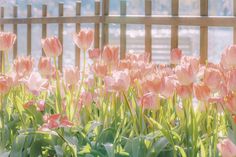 pink tulips are blooming in front of a wooden fence on a sunny day