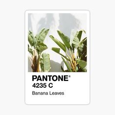 a pantone sticker with banana leaves in the foreground and an image of a plant behind it