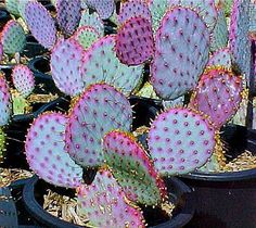 many cactus plants are in black pots on the ground and one plant is pink with white dots