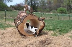 two small dogs are playing in a tree stump structure with another dog standing on top of it