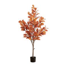 an orange tree in a black pot on a white background