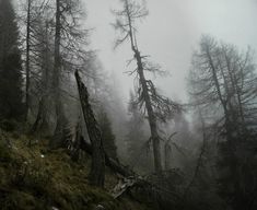 foggy forest with trees and fallen branches in the foreground on a mountain slope