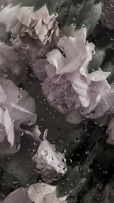 pink flowers with water droplets on them are seen through the raindrops in this black and white photo