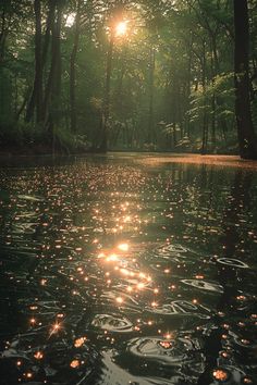 the sun shines brightly through the trees in the forest, reflecting on the water