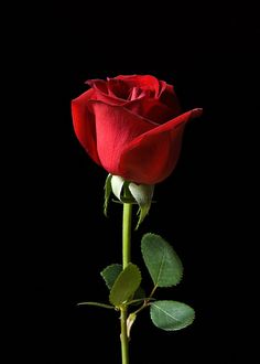 a red rose with the words a rose to say i love you