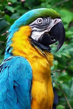 a blue and yellow parrot sitting on top of a tree branch next to green leaves