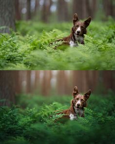 two pictures of a dog laying in the grass with trees and ferns behind them, one is looking at the camera