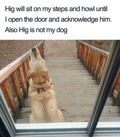 a dog sitting on the steps looking at its own reflection in a mirror that says, he will sit on my steps and now until i open the door and acknowvege him also