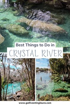 collection of three photos showing the springs, manatees in crystal clear water. Crystal Springs Florida, Florida In December, Orlando Florida Vacation, Florida Vacation Spots, Crystal River Florida, Manatee Florida, Florida Getaway