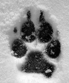 an animal's paw print is seen in the snow on a white background with black spots