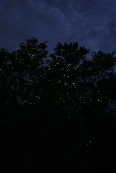 the night sky is dark and cloudy, with many lights shining on trees in the foreground