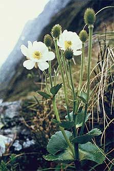 three white flowers are growing in the grass near some rocks and water with mountains in the background