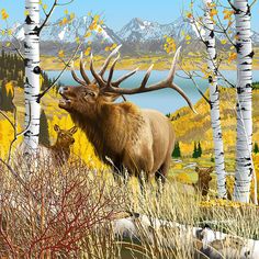 Bull Elk bugling on the side hill Elk Pictures, Wild Art, Bull Elk, Deer Art, Mule Deer, Wildlife Paintings, Wildlife Artists, Hur Man Målar, Forest Animal