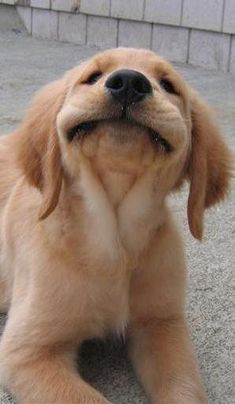 a brown dog laying on the ground with its mouth open