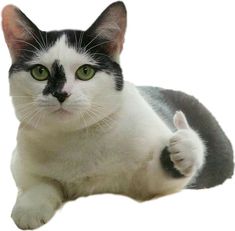 a black and white cat with green eyes giving the thumbs up sign while laying down