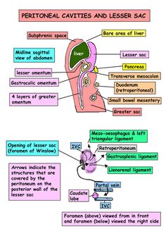 diagram of the external and peritotal cavities and leser sacs