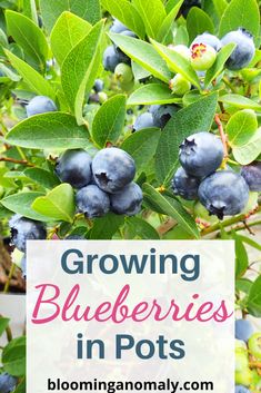 How to Grow Blueberries in Containers Old Farmers Almanac, Texas Gardening, Blueberry Bushes, Organic Vegetable Garden