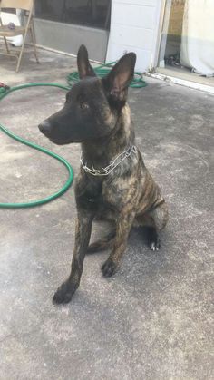 a black and brown dog sitting on top of a cement floor next to a green hose