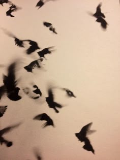 a flock of birds flying through the air