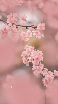 pink flowers are blooming on a branch in front of a blurry background with chinese characters