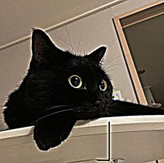 a black cat sitting on top of a white shelf