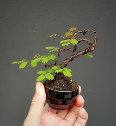 a hand holding a small tree in a pot