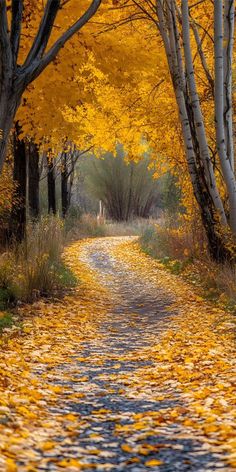 an empty road surrounded by trees with yellow leaves