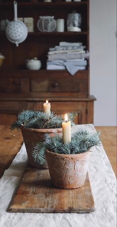 two candles are sitting in a potted plant on a wooden tray with pine needles