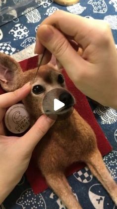 a person holding a needle and thread to a dog's nose