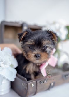 a small black and brown dog sitting in a suitcase next to white flowers on a table