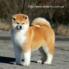 a small brown and white dog on a leash