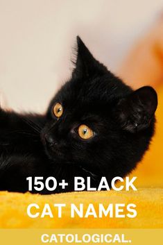 a black cat laying on top of a yellow blanket with the caption reads, 150 + black cat names