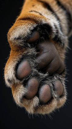 an animal's paw is shown with it's claws stretched out to the side